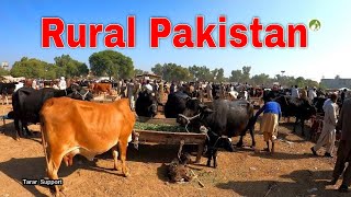 Rural Life A Walk In Cattle Market