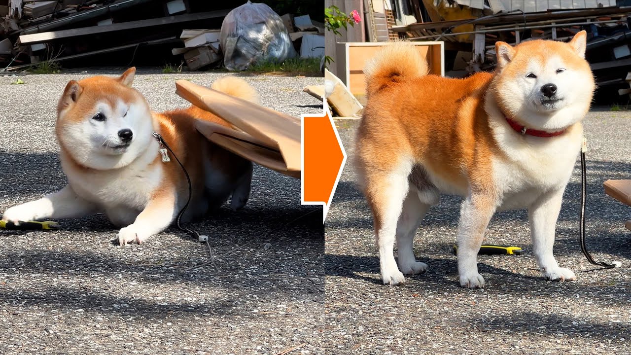 Shibe is surprised to see the box leaning against him, but the