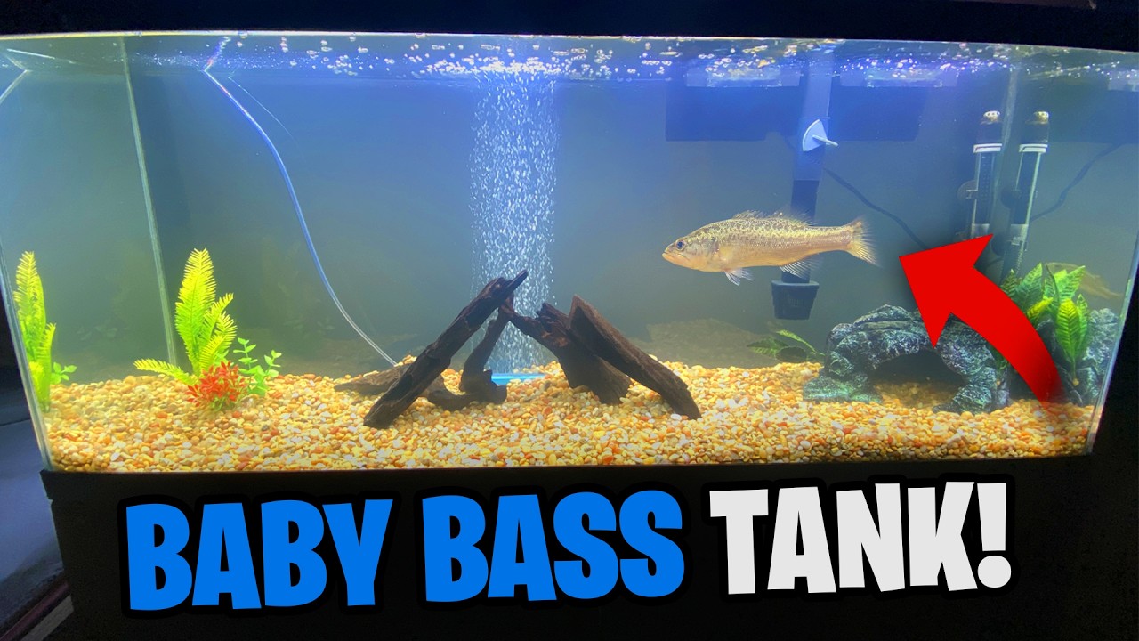Building a Baby Bass Fish Tank!
