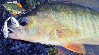 Barschangeln Im See Vom Ufer - So Findest Du Die Barsche Teil 1