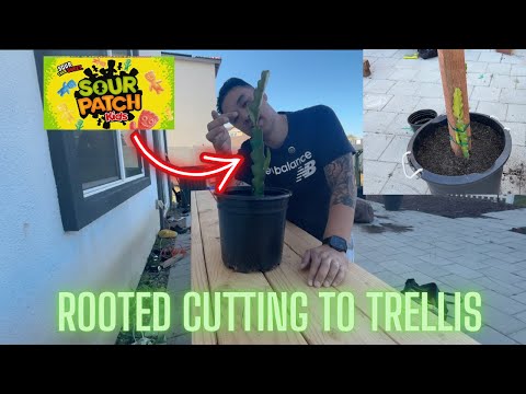 How to Transfer Dragon Fruit Rooted Cuttings to Trellis 2026