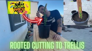 How to Transfer Dragon Fruit Rooted Cuttings to Trellis 2026