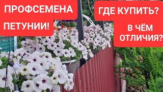 ПРОФСЕМЕНА ПЕТУНИИ! В ЧЁМ ОТЛИЧИЯ? ГДЕ КУПИТЬ?