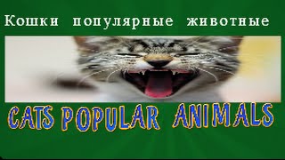 Кошки популярные домашние животные Кошки популярные домашние животные