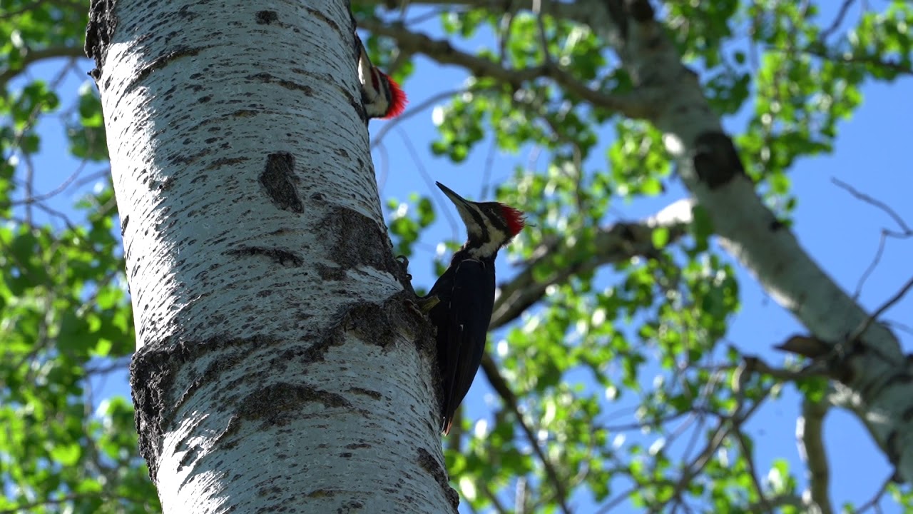 Pileated Woodpecker couple 
