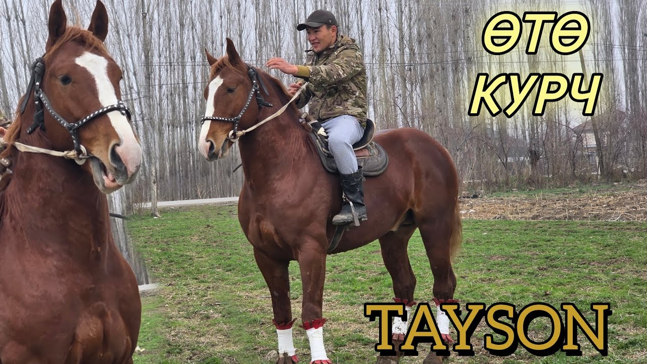 Жаныбар АТ ЭКЕН ГО ТАЙСОН