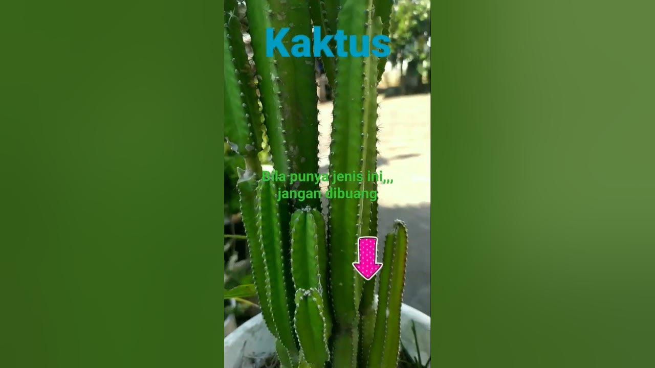 Biasa muncul tunas variegatashortvideo YouTube