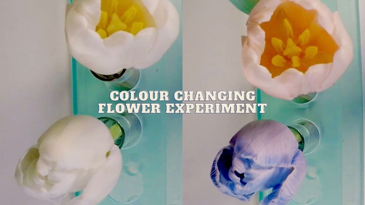 Change the colour of white flowers | Science experiment