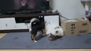 고양이 괴롭히는 치와와2 by 꼬미TV(안 짖는 강아지와 개냥이의 동거생활) 11 views 1 year ago 48 seconds
