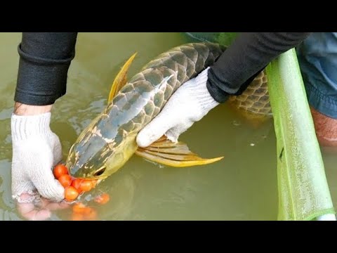 Arowana Fish Breeding Full Process - YouTube