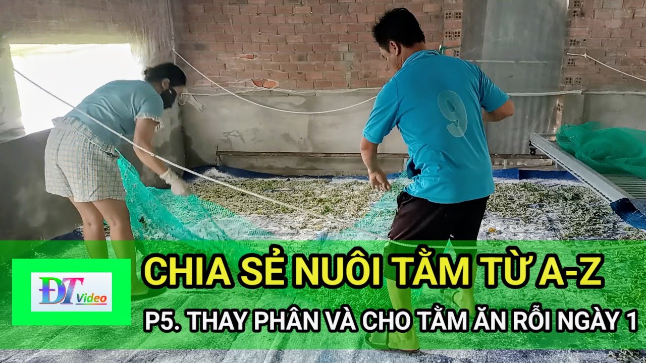 Thay Phân Và Cho Tằm Ăn Rỗi Ngày 1