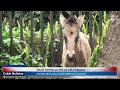 26 AGO 2026 Nacimiento de potrillo reabre preocupación por caballos sueltos en San Antonio