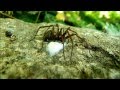 Tegenaria atrica - posthumes Filmmaterial