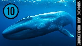 ТОП 10 - УСАТЫХ КИТОВ ТОП 10 - УСАТЫХ КИТОВ