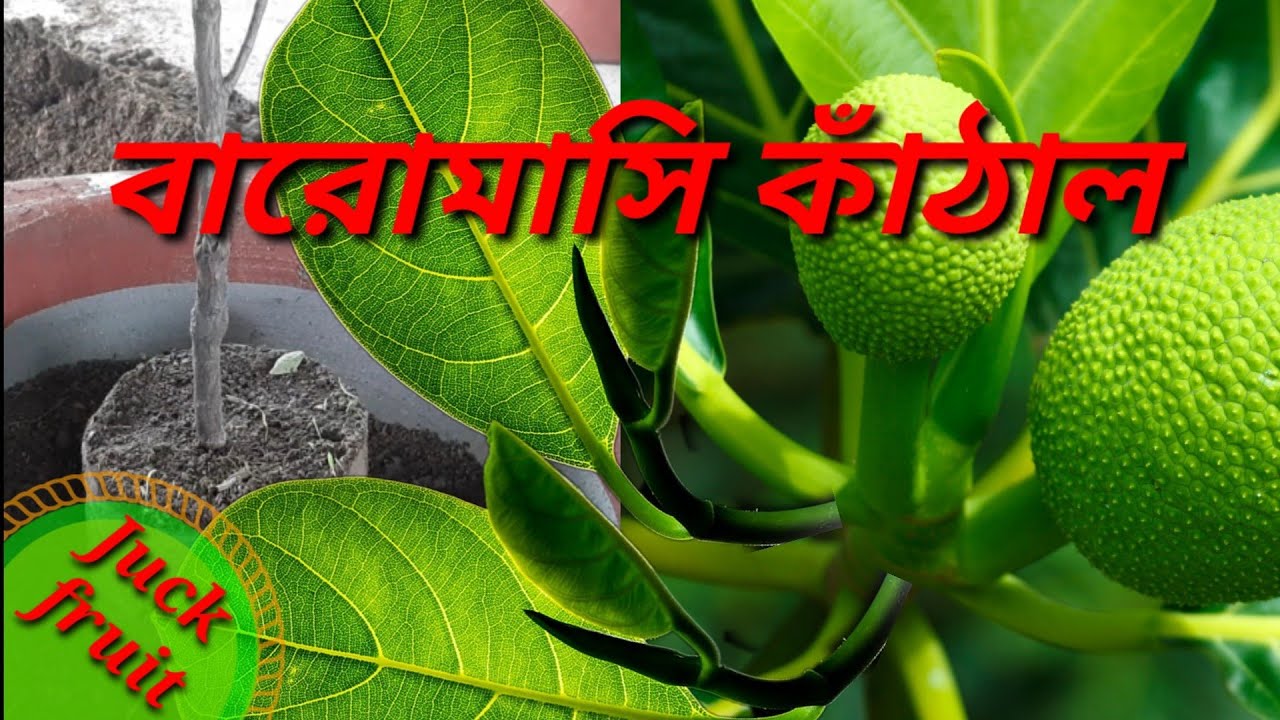 video বারোমাসি বারোমাসি কাঁঠাল