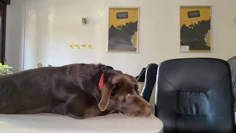 With our LMS, even dogs can learn. Say hi to Lord.