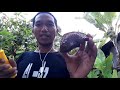Aplikasi pupuk eco farming