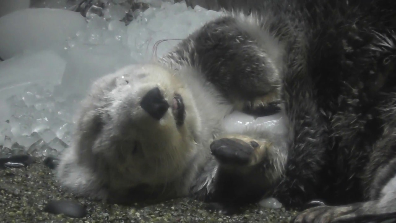 海遊館 ラッコ パタさん、寝落ちからすっきりお目覚め