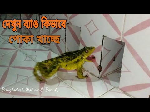 ব্যাঙ কিভাবে পোকা খায় ।। Daily Fishing Bangladesh