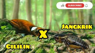 MASTERAN burung JUARA✓CILILIN X JANGKRIKsuara jernih™cililin eps#6 #masteranburung#burungjuara