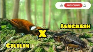 MASTERAN burung JUARA✓CILILIN X JANGKRIK||suara jernih™cililin eps#6 #masteranburung#burungjuara