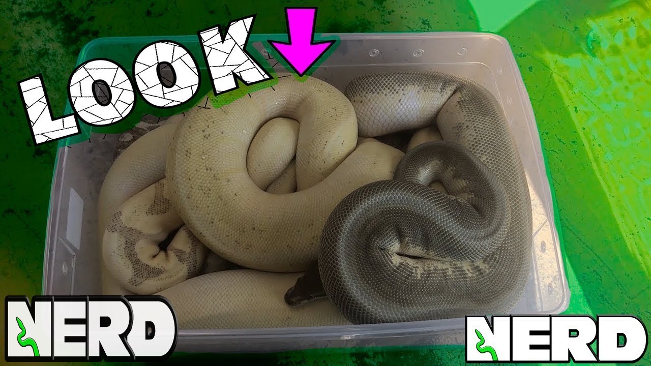 vlogs in spanish BALL PYTHON MORPHS - MOST PEOPLE WISH THEY HAD