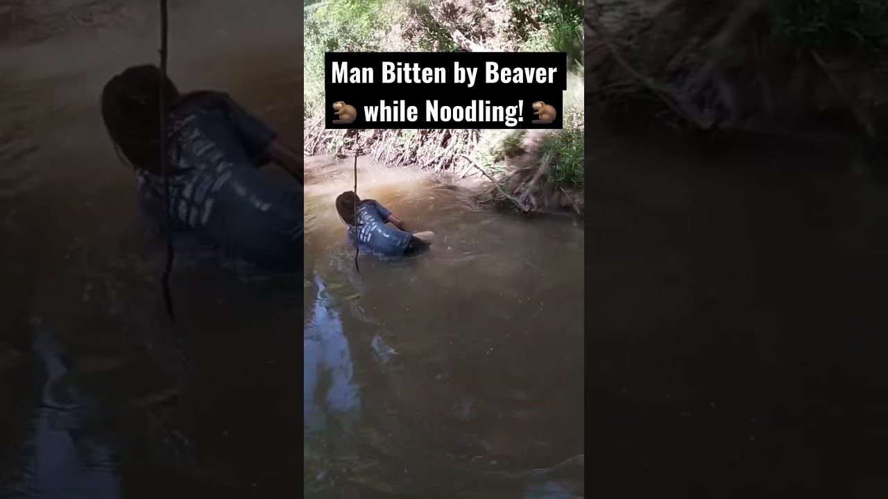 Man is attacked by Beaver while Noodling! Noodling Gone Wrong! #noodling  #shorts 