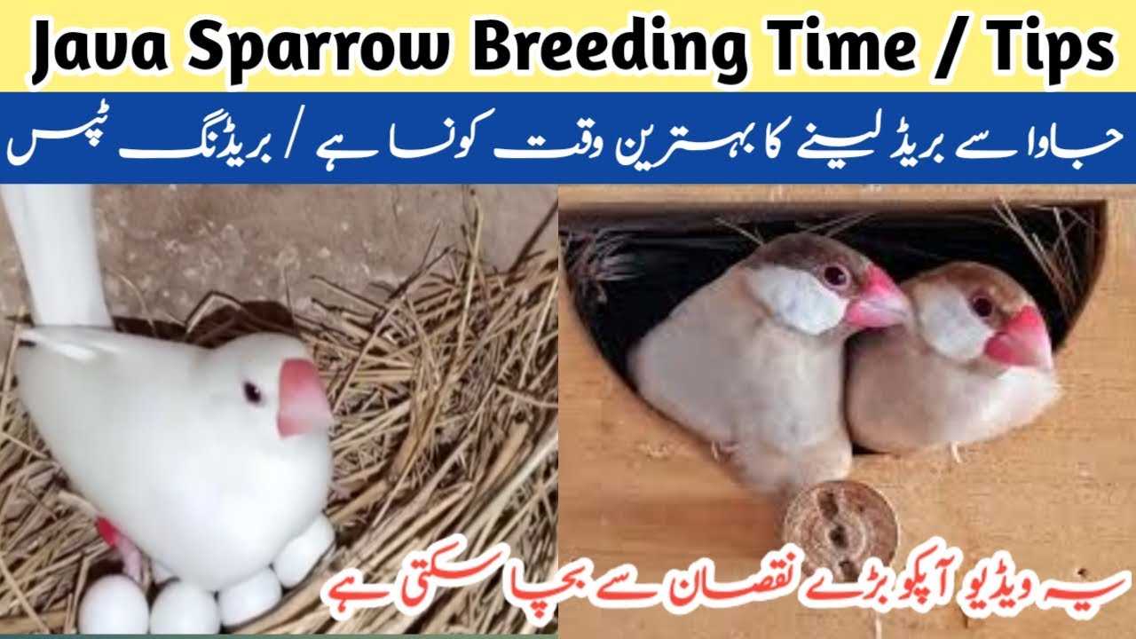 Best Time for Java Breeding | Java breeding Season | Java Breeding Tips ...