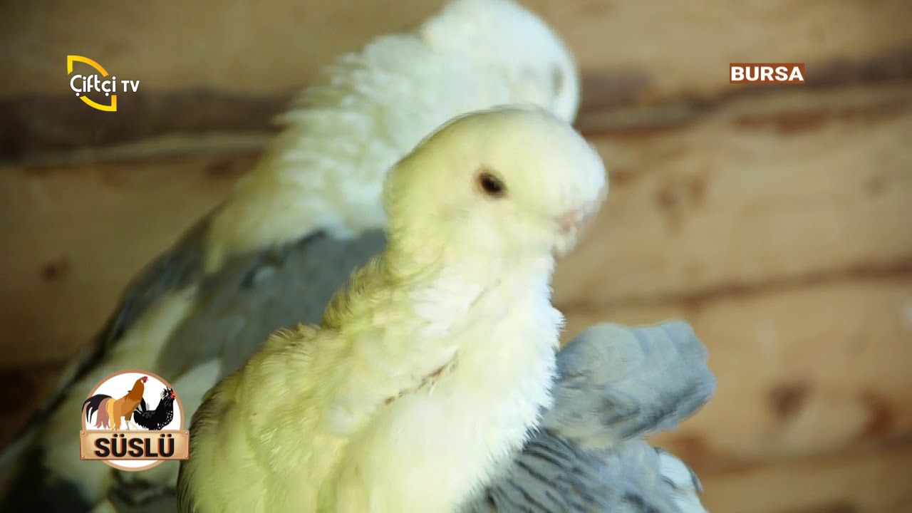 Hünkari Güvercinlerinin Genel Özellikleri - Süslü / Çiftçi TV