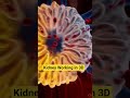 Blood detox ka asli boss: Kidney!"#neet#medical#pharma