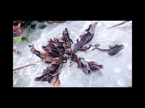Video: Majú ponorené rastliny stomaty?