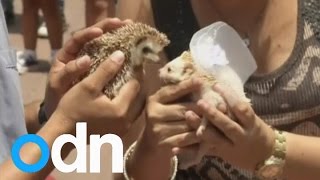 Ratusan hewan menikah dalam upacara romantis Peru
