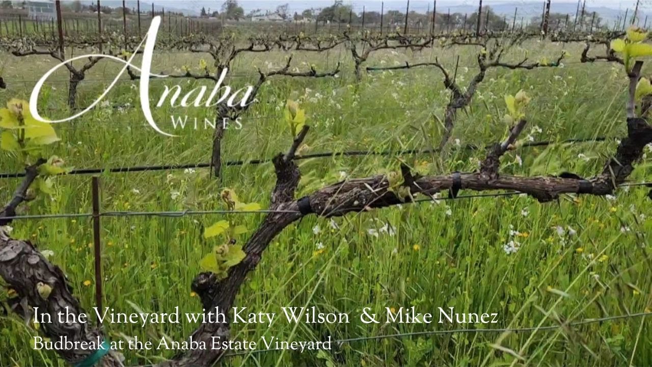 In the Vineyard with Katy Wilson & Mike Nunez: Budbreak and Cover Crops