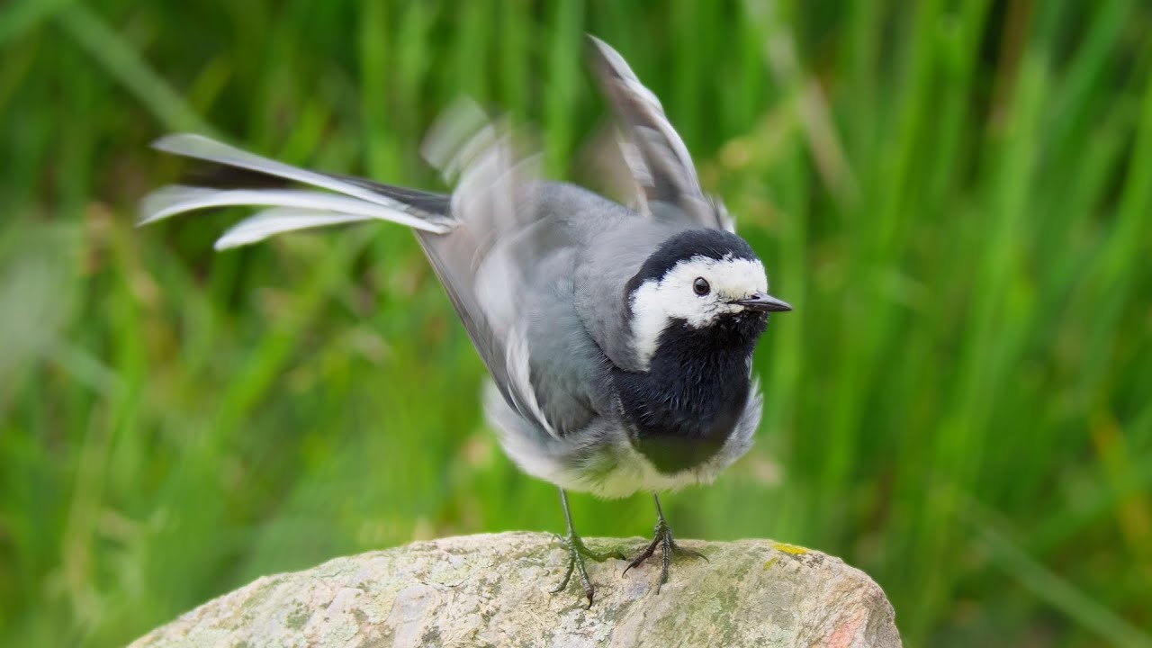 Need a Moment of Peace? Relax with a Preening White Wagtail