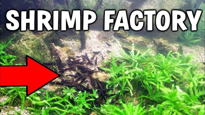 Ghost Shrimp Are Eating My Baby Angelfish Alive! - Youtube