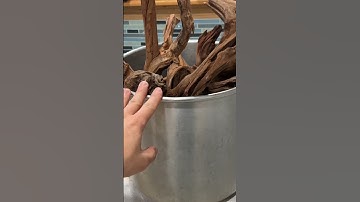 Treating driftwood before adding to #aquarium