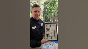 Our Exotic Insect Collection