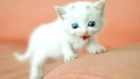 Como é que o gato faz amor?