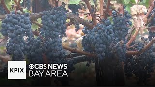 Napa Valley having terrific grape harvests, but consumer tastes may be shifting demand