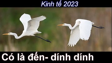 Tiếng Cò Trắng , Diệc Trắng , Cò Ngàng Lớn Tiéng Chuẫn Bẫy Lưới Kinh Tế Những Vụ Chi Di Cư Từ 2023 -