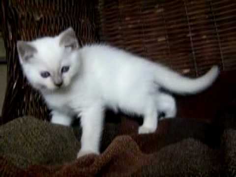 Lilac Pointed Siamese Male Kitten Tresor Cats Siamese Kittens For Sale In California Youtube