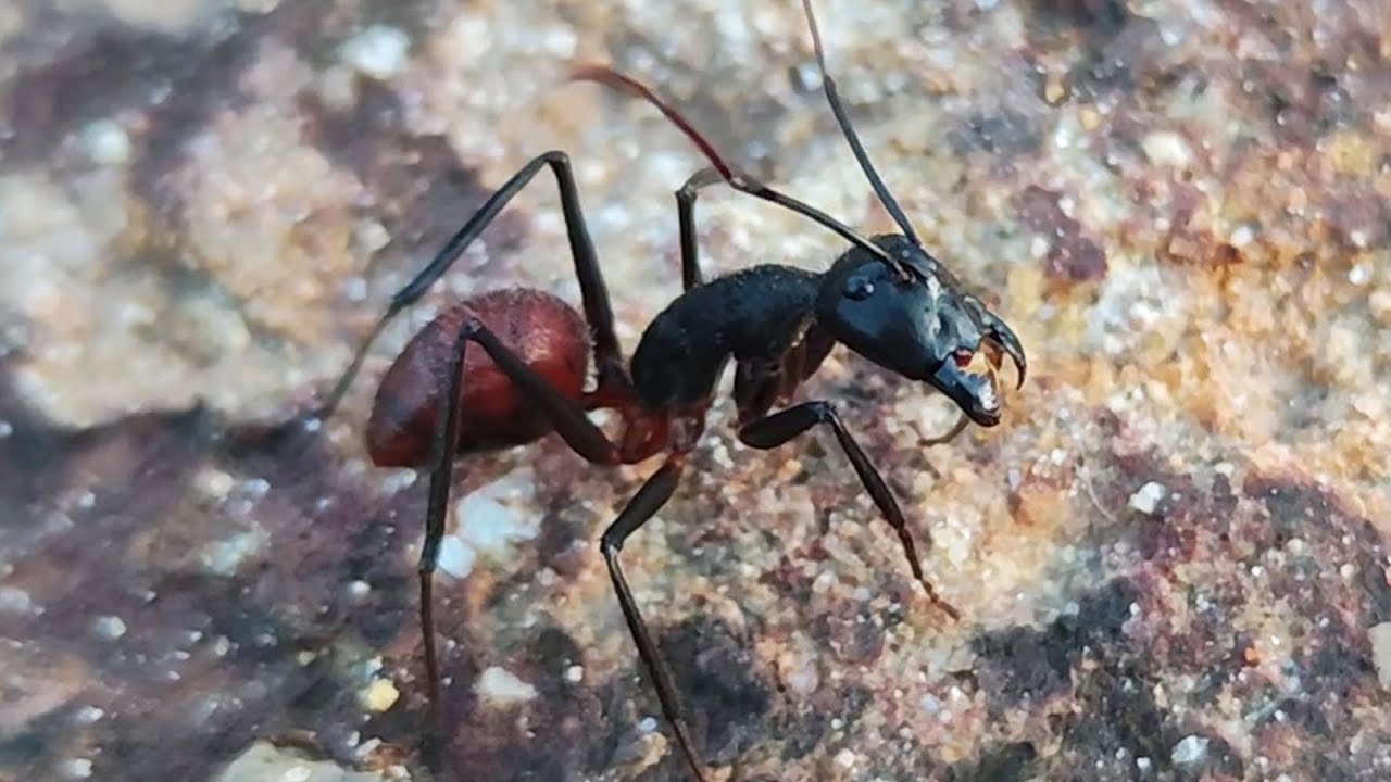 巨大アリ 世界最大のアリ - ギガスオオアリ World's Largest Ant 世界