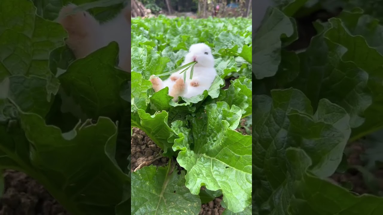 🐇🐇 Daily Dose of Cuteness!🐰 Later our love Grass God's exclusive bgm rabbits are so cute, rabbits