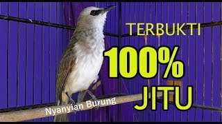 Suara Pikatan Trucukan Super Mantap Pajen Chenel Youtube