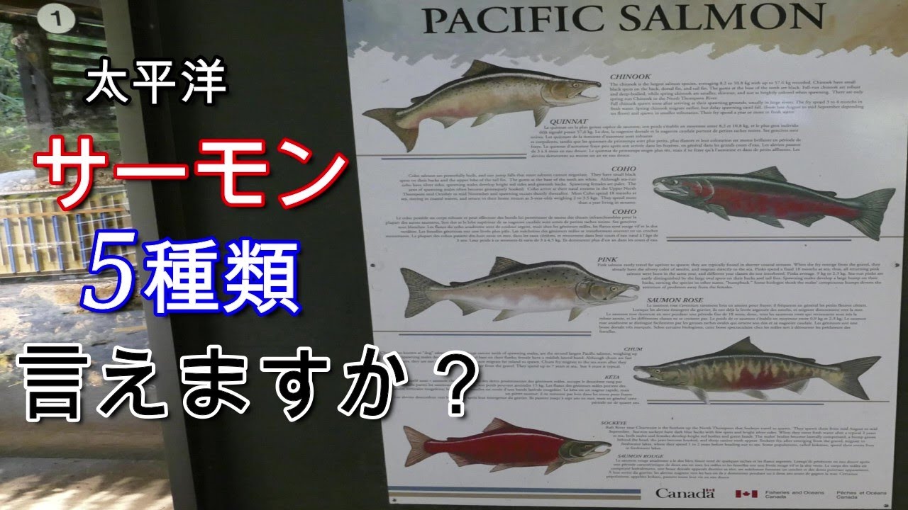 シャケはどれ いくらはどの鮭の卵 意外と知らないサーモンの世界を紹介 Capilano River In North Vancouver Canada Youtube