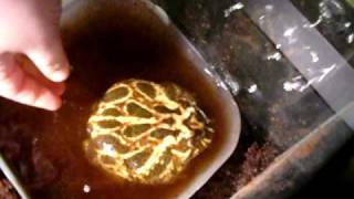 pacman frog digout.avi