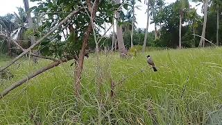 Bunyi PIKAT  KUTILANG MELENGKING