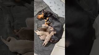 AKC Mini Dachshund Puppies for Sale in Illinois | Doc's Mini Dachshunds