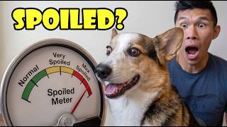 I Took the Viral "Is Your Corgi Spoiled?" Quiz... || Life After College: Ep. 832