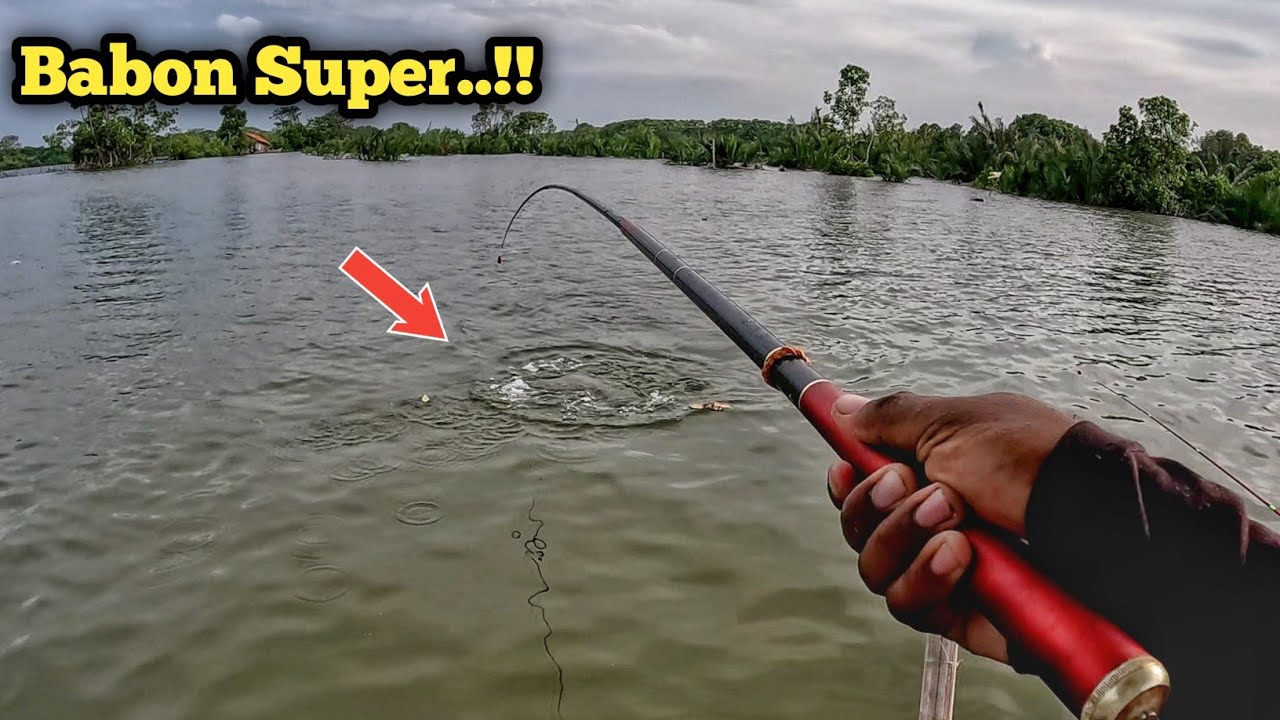 Ini Dia Yang Di Tunggu2..!! Mancing Belanak Sungai Dapet Babon2 Auto Full Senyum 😁